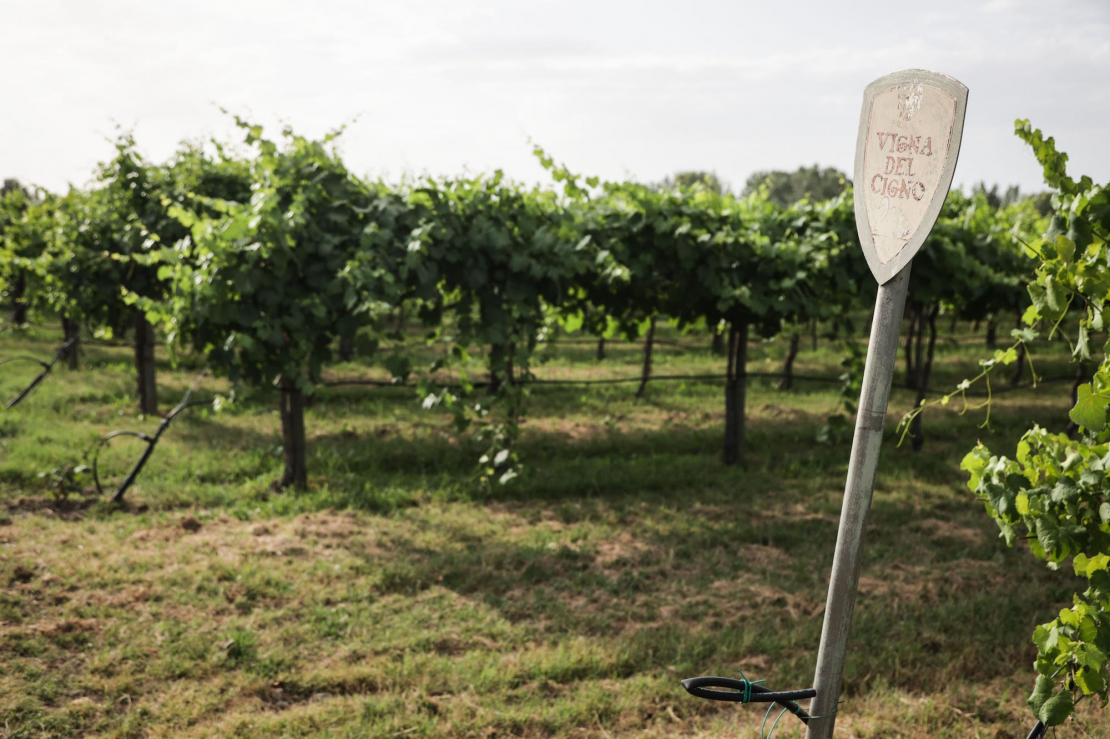Visite alla Tenuta del Cigno